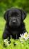 Black Lab - A Complete Guide to the Black Labrador Retriever