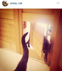 Como Fazer Caixa De Areia Fechada Para Gatos Catdoor Cat Door Cat Gate Dog Door