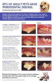 Periodontal Disease In Cats And Dogs Canberra Veterinary