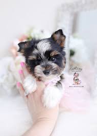 My beautiful yorkshire terrier babi has given birth to 4 healthy beautiful yorkie puppies i have 3 gorgeous girls and 1 handsome boy all girls are now. Biewer Terrier Puppies For Sale By Teacups Puppies Boutique Teacup Puppies Boutique