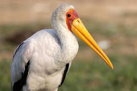 Yellow-billed Stork (Mycteria ibis), Kazinga Channel, Uganda. #bird #birdphotography #birds #nature #birdsofinstagram #wildlife #naturephotography #birdwatching #birding #rockjumperbirdingtours #rockjumper #rockjumperwildlifetours #birdingdirect ...