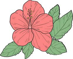 15,000 hibiscus flower clip art images on gograph. Pink Hibiscus Flower Clipart Free Download Transparent Png Creazilla