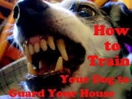 Hier bekommst du alle info´s um dein haustier bedarfsgerecht zu versichern. How To Train A Dog To Guard Your House Pethelpful By Fellow Animal Lovers And Experts
