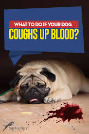 11 warning signs of cancer in dogs that every owner should know: What To Do If Your Dog Coughs Up Blood Top Dog Tips