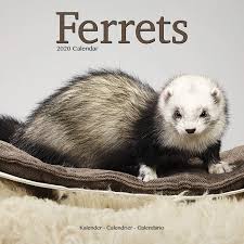 Ferret Calendar - Cute Animals Wall Calendar - Calendars 2019 - 2020 Wall  Calendars - Ferrets 16 Month Wall Calendar by Avonside (Multilingual  Edition): MegaCalendars: 9781785807046: Amazon.com: Books