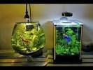 Akuarium Mini