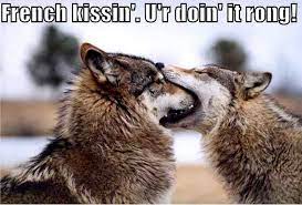 Animal Humor Photo Wolf Funny Funny Wolf Funny Animal Pictures Animals Kissing