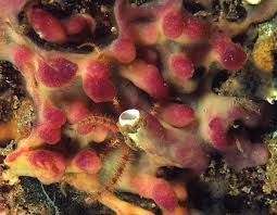 Image result for Sphaerella sp.