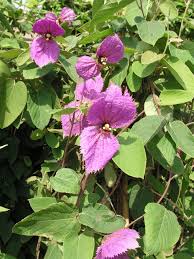 Image result for Dalechampia capensis