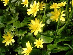 Scharbockskraut Der Fruhe Vitam C Spender Vertreibt Die Fruhjahrsmudigkeit Krauter Pflanzen Krauterpflanzen Heilpflanzen