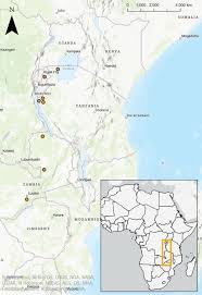 Image result for Ochna rovumensis