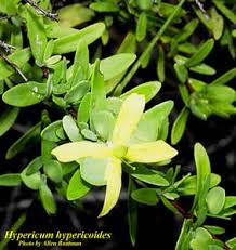 Image result for Triaspis hypericoides