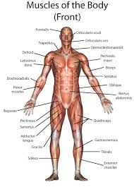 It is responsible for extension,adduction, and (medial) internal rotation of the shoulder joint. The Muscular System Interactive Worksheet By Addy Baker Wizer Me