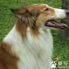 The breed specifications call for a distinctive long narrow tapered snout and tipped ears, so some dogs must have their ears taped when young. Https Encrypted Tbn0 Gstatic Com Images Q Tbn And9gcrsr1dnzyfdnq0l Av5gfcj0inph5njei0iclpe4cutfliku If Usqp Cau