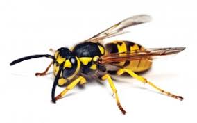 Why You May Not Kill Yellow Jackets Tomlinson Bomberger