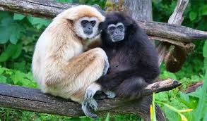 Image result for Hylebates cordatus