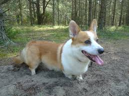 roki enriko pembroke welsh corgi velsh korgi pembrok velsas korgijs pembroks dog corgi dogs animals