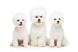 Browse bichon frise puppies for sale now. Bichon Frise Cost A Complete Guide With Calculator Petbudget Pet Costs Saving Tips