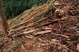Human Impacts Temperate Broadleaf Forest