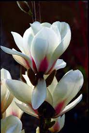 Magnolia Manchu Fan Beautiful Flowers Amazing Flowers Pretty Flowers