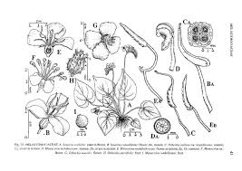 Image result for Memecylon sp. D