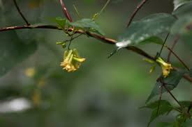 Image result for Dumasia