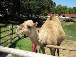 You'll spend the most time at grant's farm in the tier garden, which is the ultimate stop for the tram journey. Camel Picture Of Grant S Farm Saint Louis Tripadvisor