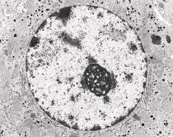 Cell had nucleus, vacuoles, cell membranes and cytoplasm. Liver Cell Nucleus Photograph By Dennis Kunkel Microscopy Science Photo Library