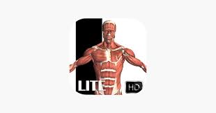 Skeletal muscle which is connected to bone and helps with voluntary [related: Visual Anatomy Lite On The App Store