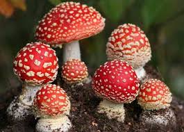 ( log out / change ). Basidiomycota Pengertian Ciri Struktur Reproduksi Contoh Dan Peranannya Biologijk