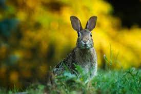 Contrary to popular belief, rabbits need to eat more than just carrots and lettuce. What Predators Eat Rabbits Joy Of Animals