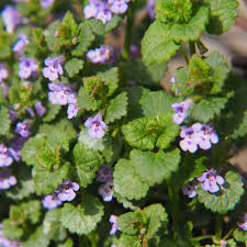 Ground ivy with white flowers. Glechoma Hederacea Ground Ivy Groundcover Seeds