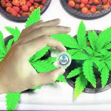 Red Congolese Autoflowering Feminized Marijuana Seeds Pacific Seed Bank