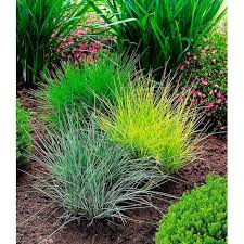 Im garten sind gräser eine schöne alternative zu klassischen zierblumen. Baldur Garten Graser Trio 3 Pflanzen Ziergraser Festuca Glauca Elijah Blue Festuca Gautieri Milium Effusum Aureum Online Kaufen Die Moderne Hausfrau