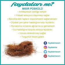 Misir Misirpuskulu Misirpuskulununfaydalari Faydalari Faydalari Faydalarine Faydalarine Sifali Otlar Saglikli Yasam Tarzi Saglik Bakim