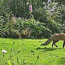 Der Fuchs Raubtier Mit Sozialer Ader Gartenkalender Garten Tiere