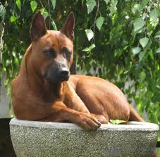 In ancient africa, rhodesian ridgebacks were successful in chasing and harassing lions until hunters could get there. Thai Ridgeback For Sale In The City Of Kiev Ukraine Price 1210 Announcement 7744