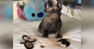 In order to improve our community experience. French Bulldog Eats Mom S Makeup In Hilarious Video Inspiremore
