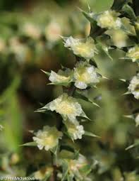 Image result for Salsola kali