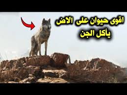 لماذا يخاف الجن من الذئب وكيف ياكل الذئب الجن وكيف تنجو من ذئب اذا اصبح امامك فى الطريق youtube stories
