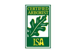 Alicia r / gilbert, az professional and friendly. Expert Tree Service Gilbert Mesa East Valley All About Trees
