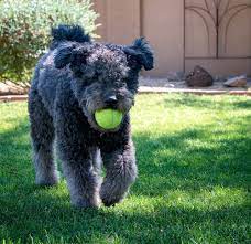 If you have an anxious dog, it might take longer for them to catch on. How To Teach Your Dog To Fetch American Kennel Club