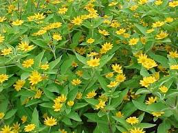 But if you choose those annual flowers that can withstand full sun, then everything should be fine. Ten Best Annuals For Sun