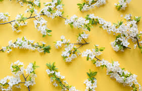 We did not find results for: Wallpaper Flowers Branches Yellow Cherry Background Images For Desktop Section Eda Download