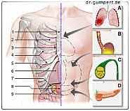 Abbildung Schmerzen Rippenbogen Rechts