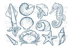 Sea Shell Animals Hand Drawn Set Animal Outline How To Draw Hands Drawing Set