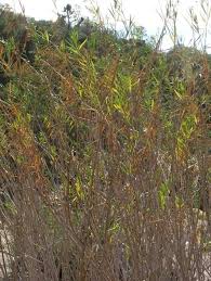 Image result for Maerua salicifolia