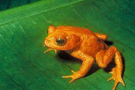 Functional Extinction Wikipedia Extinct Animals Extinction Amphibians