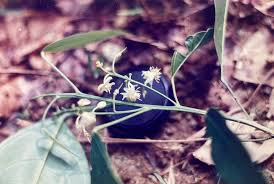 Image result for Lindackeria fragrans