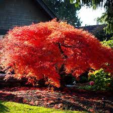 Orangeola Japanese Maple Japanese Maple Tree Japanese Garden Design Japanese Garden Plants
